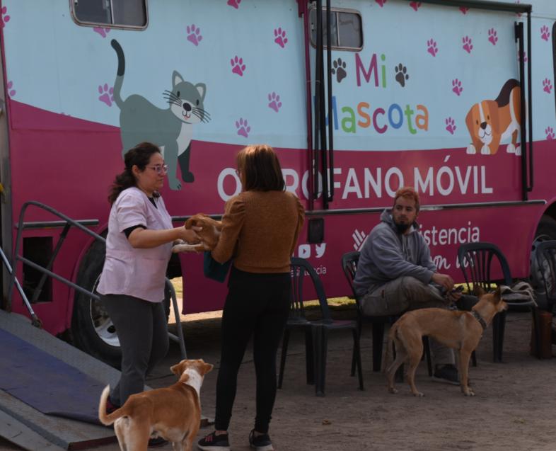 Resistencia avanza con las castraciones gratuitas de mascotas: este lunes 10 en villa María